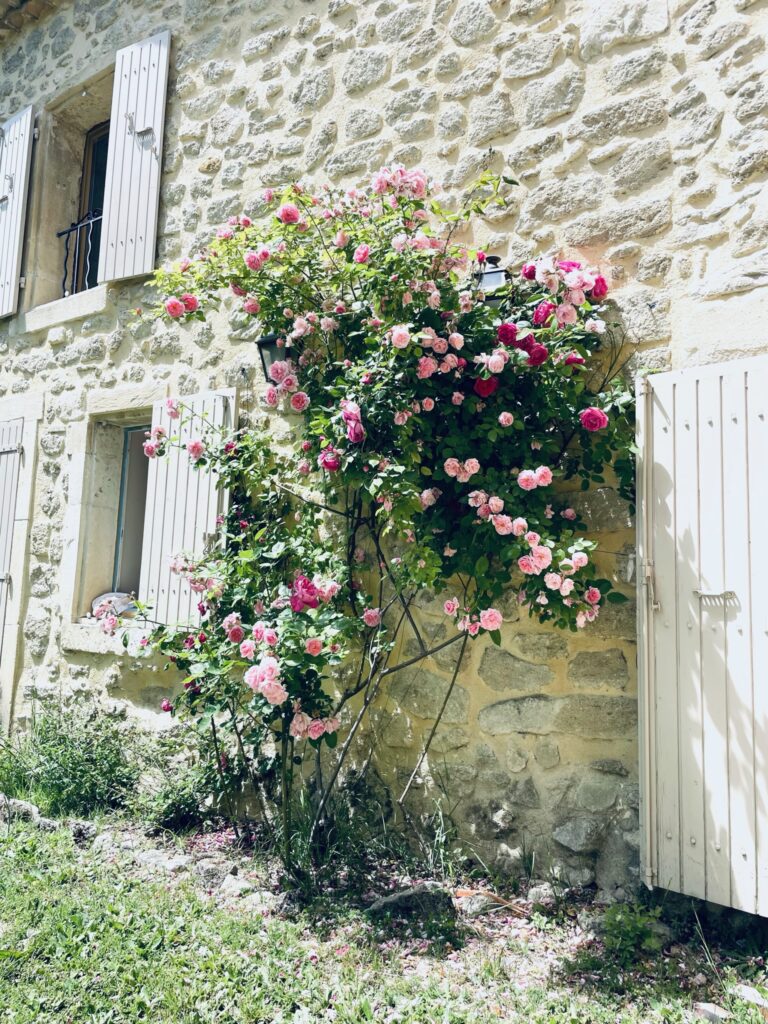 Fleurs - Le mas des oliviers